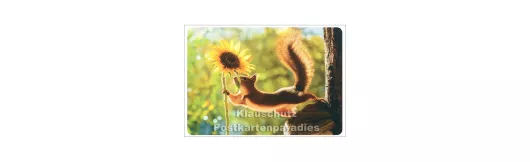 Eichhörnchen Sonnenblume - Tier Postkarte