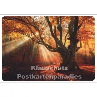 Herbstlicht - Fotokarte / Postkarte von Skoko