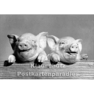 Taurus Fotokarte s/w | Zwei Schweinchen