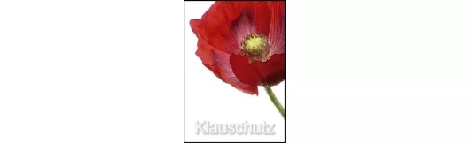 Postkarten Blumen - Mohn rot
