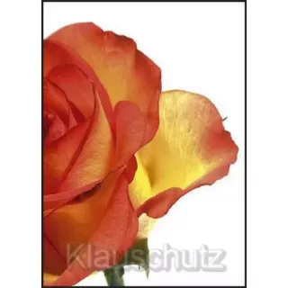 Postkarte Blumen - Rose orange