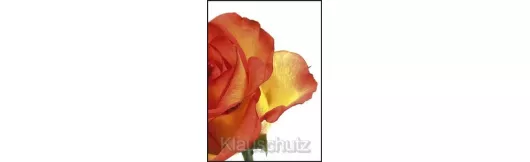 Postkarte - Rose, orange
