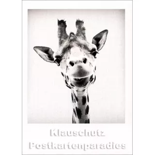 Sofortbild-Postkarte s/w von Tushita | Giraffe