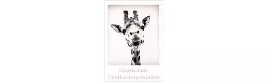 Giraffe | s/w Sofortbild-Postkarte