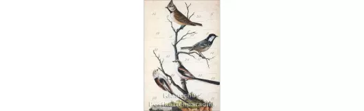 Wald- und Wiesenvögel | Adventskalender Doppelkarte