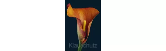 Postkarten Blumen - Calla orange