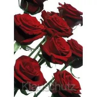 Rote Rosen Postkarte Blumenkarte