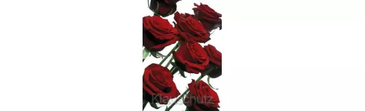 Blumenkarten - Rosen rot