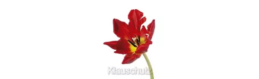 Postkarten Blumen - Tulpe rot
