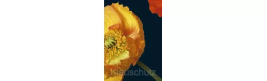 Postkarten Blumen - Mohn gelb