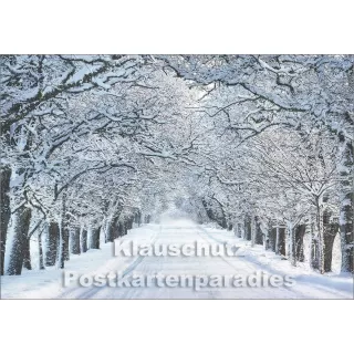 Schneebaumallee | Winter Postkarte