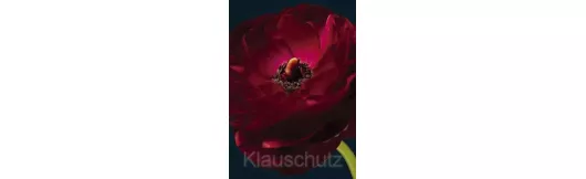 Postkarten Blumen - Ranunkel, rot