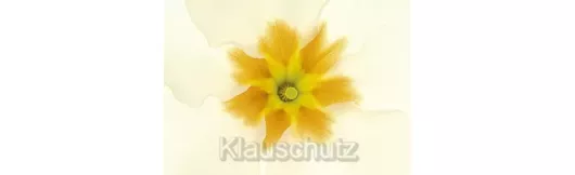 Postkarten Blumen - Primel