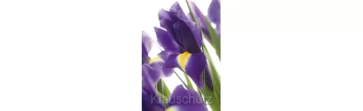 Postkarten Blumen - Iris