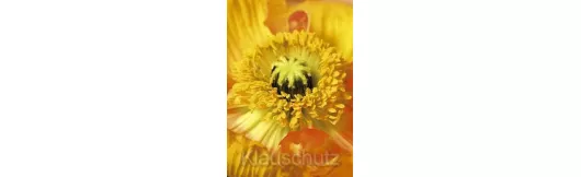 Postkarte Blumen - Mohn Nahaufnahme