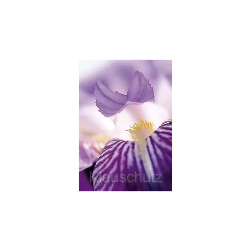 Schwertlilie | Blumenkarten - Postkartenparadies Postkarte