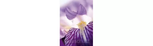 Postkarten Blumen - Schwertlilie
