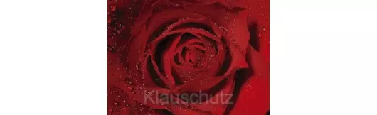 Blumenkarten - Rose, nah