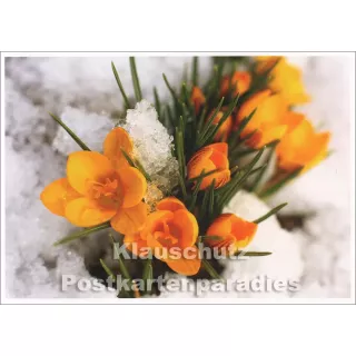 Blumen Postkarte | Krokusse im Schnee