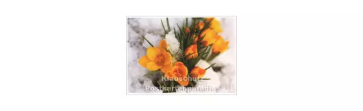 Krokusse im Schnee | Blumen Postkarte