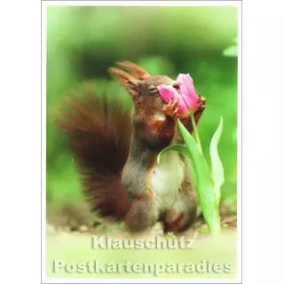 Lustige SkoKo Postkarte mit Eichhörnchen | Wie das duftet