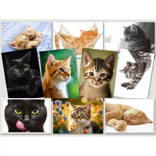 Katzen Postkarten vom Postkartenparadies - Sparpaket