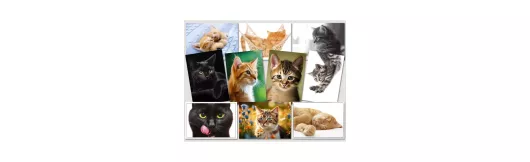 Katzen Sparpaket | 10 Postkarten
