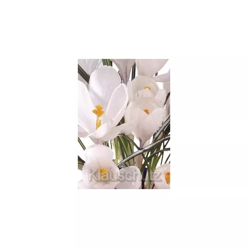 Krokusse - Blumen Postkarten