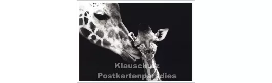 Giraffe - Mutterliebe | Postkarte s/w