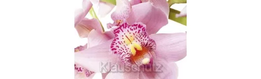 Postkarten Blumen - Orchidee