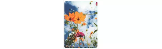 Blumenwiese - SkoKo Foto Postkarte