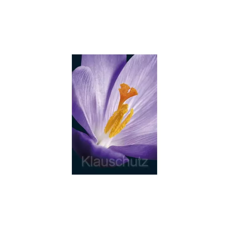Postkarte Blumen - Krokus lila