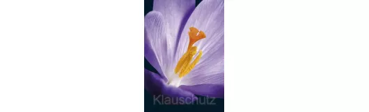 Postkarten Blumen - Krokus