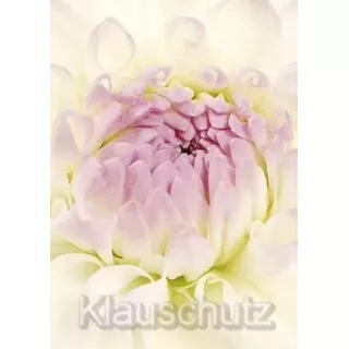 Blume - Dahlie weiß | Postkarten Blumenkarten