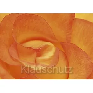Postkarte Blumen | Rose orange