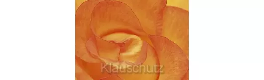 Blumenkarte - Rose orange nah
