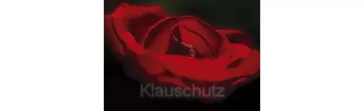 Postkarte Blumen - Rose rot nah