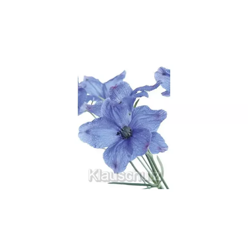 Blumenkarten Postkarten - Rittersporn blau