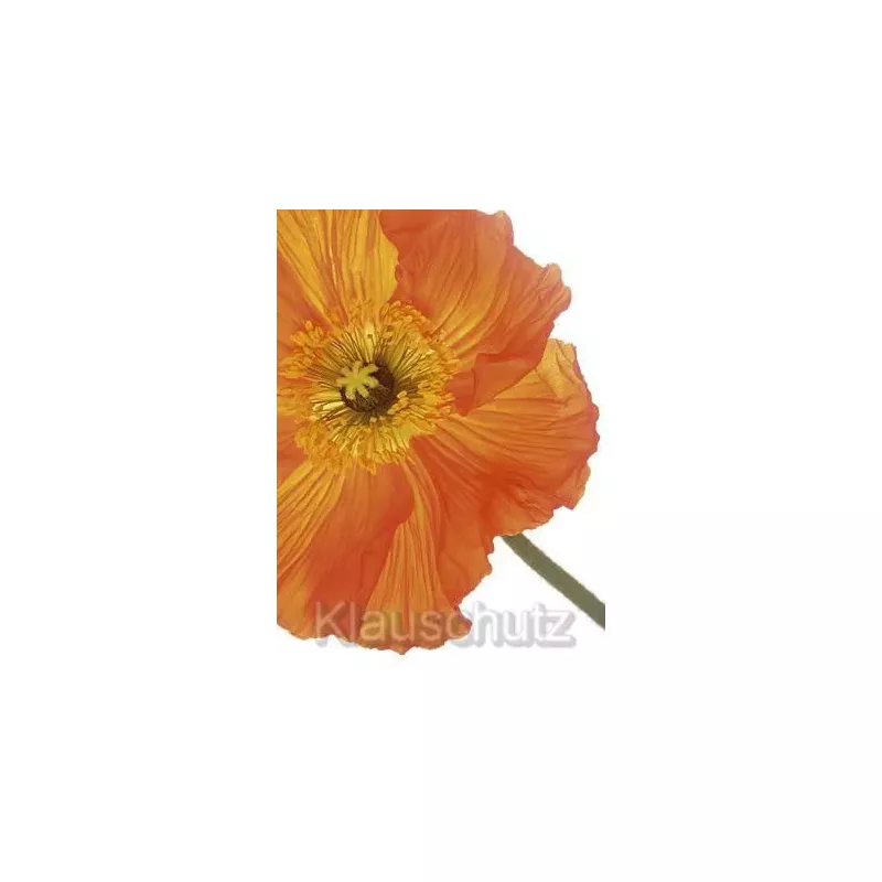 Postkarten Blumen - Mohn orange