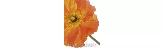 Postkarten Blumen - Mohn orange