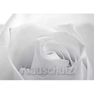 Weiße Rose - Blumenkarten Postkarten