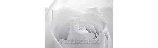 Postkarten Blumen - Rose weiß