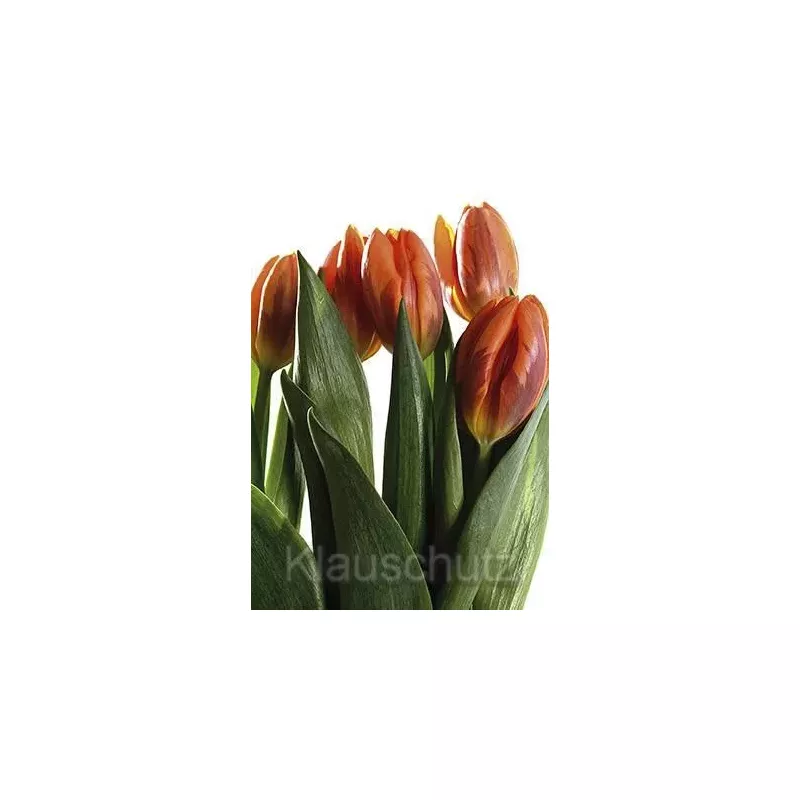Blumenkarten Postkarten | Tulpen orange