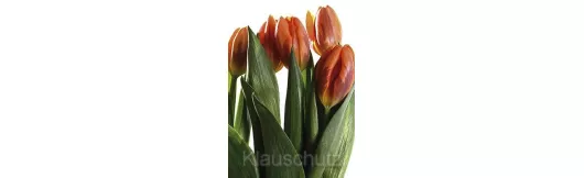 Postkarte Blumen - Tulpen