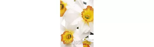 Postkarten Blumen - Narzissen