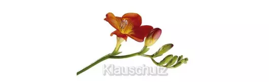 Postkarten Blumen - Fresie