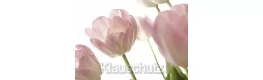Postkarte - Tulpen rosa