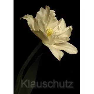 Blumen Postkarte | Weiße Tulpe vor schwarzem Hintergrund