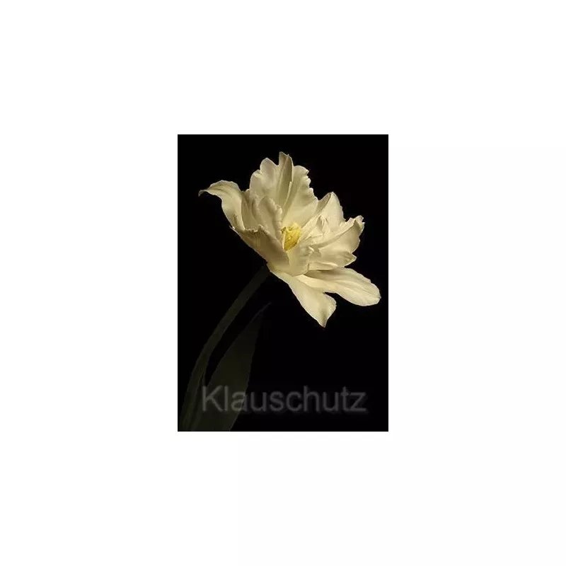 Blumen Postkarte | Weiße Tulpe vor schwarzem Hintergrund
