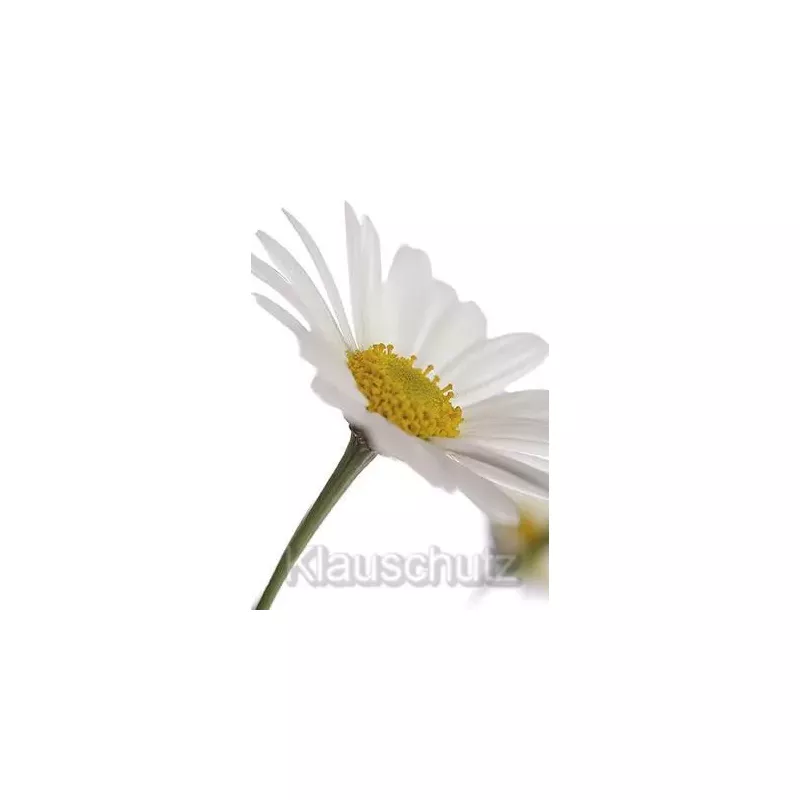 Margerite weiß-gelbe Blüte | Postkarten Blumenkarten vom Postkartenparadies